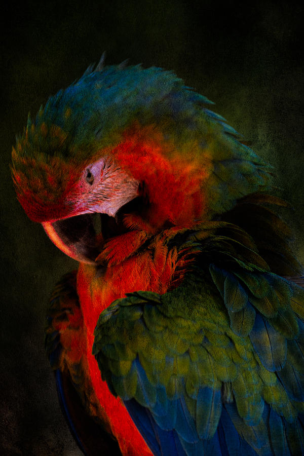 Parrot Photograph by Don Schiffner