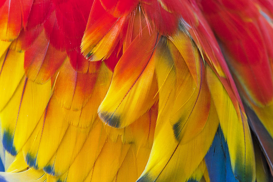 Parrot Feathers Photograph - Parrot Feathers by Ken Barrett