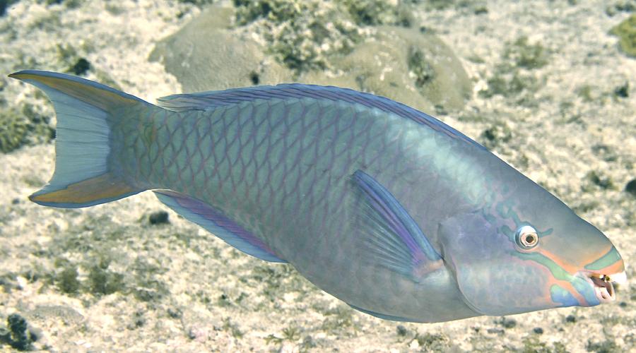 Parrot Fish Photograph by Amy McDaniel
