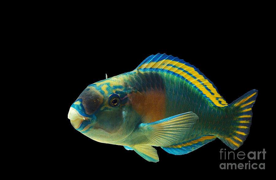 Parrot Fish Chlorurus Sordidus Photograph by Gerard Lacz