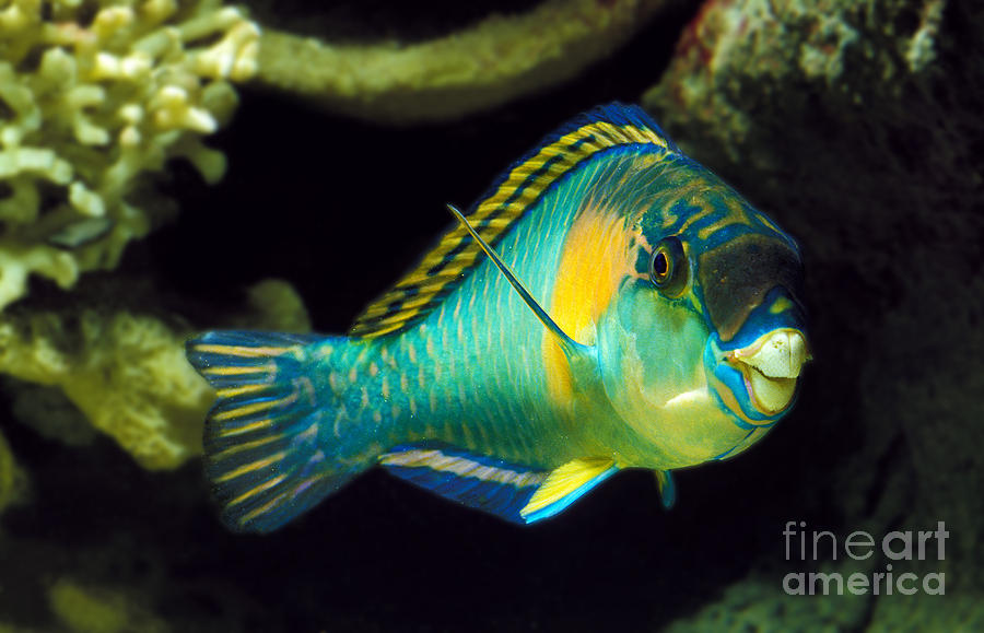 Fish Photograph - Parrot Fish Scarus Sordidus by Gerard Lacz
