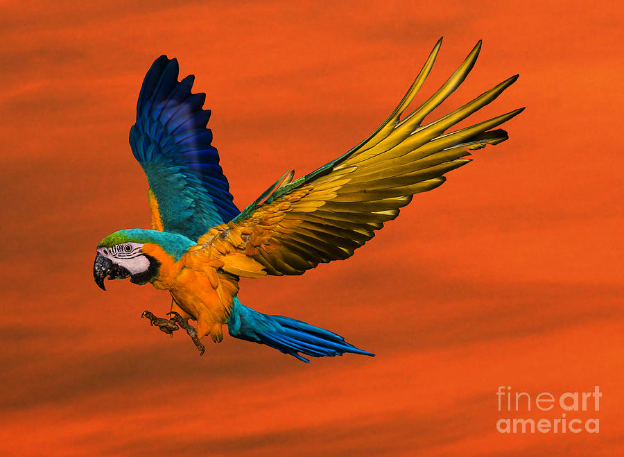 parrot flying