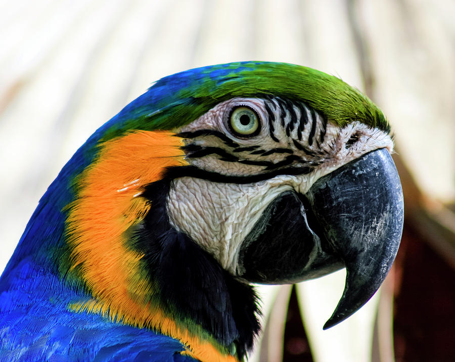 Parrot Head Photograph by Robert Wilder Jr