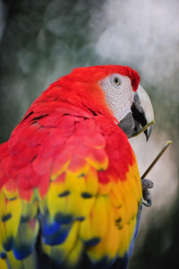Parrot Photograph - Parrot Head by Tom Dowd