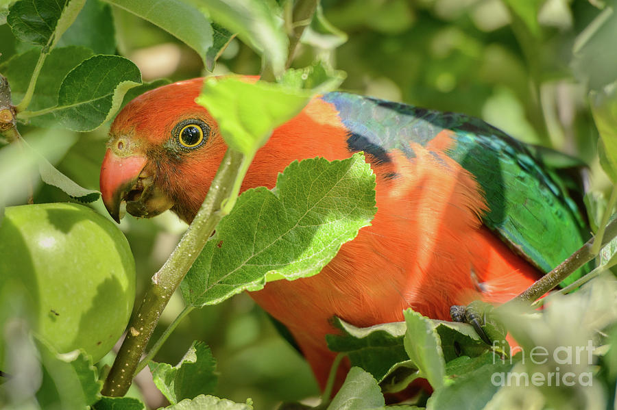  Parrot in Apple Tree Photograph by Werner Padarin