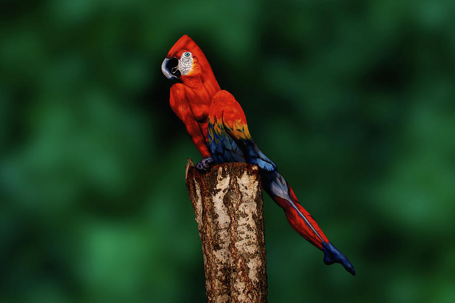 Parrot Photograph - Parrot Bodypainting Illusion by Johannes Stoetter
