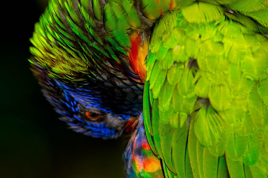 Parrot Macro Photograph by Shannon Harrington