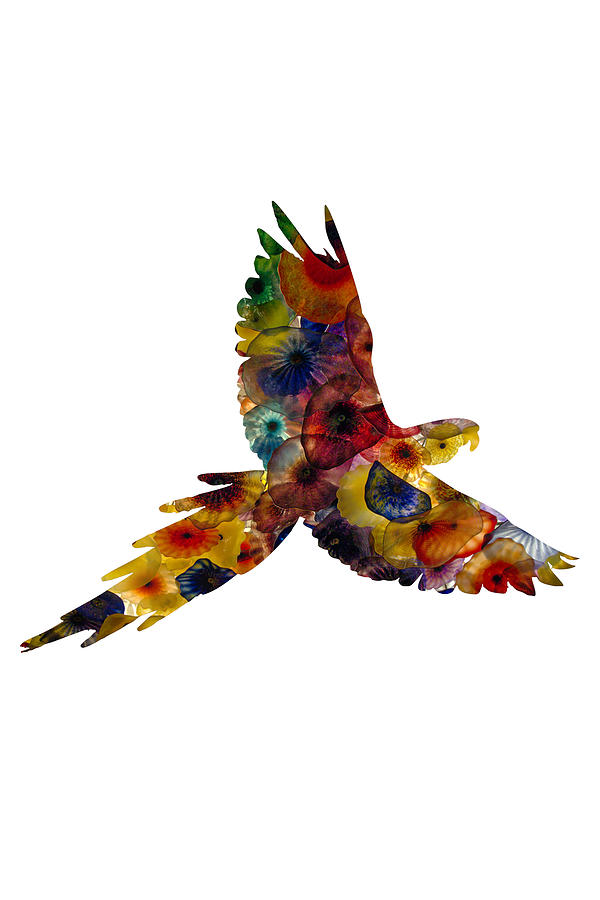 Parrot by Michael Colgate Parrot by Michael Colgate