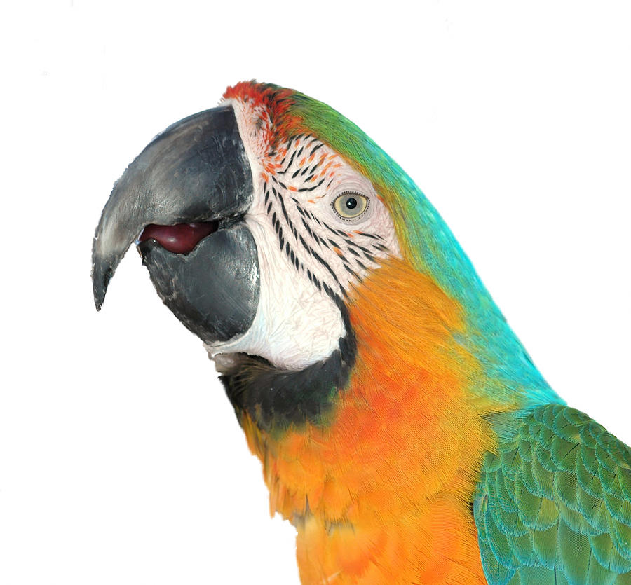 Parrot on a White Background Photograph by Clarence Alford - Fine Art  America