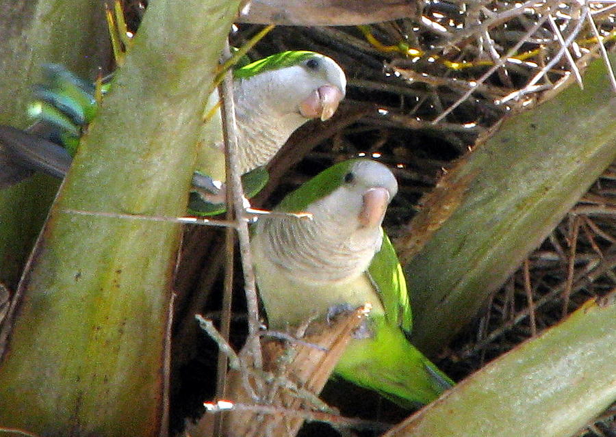 Parrot Pair Photograph by T Guy Spencer