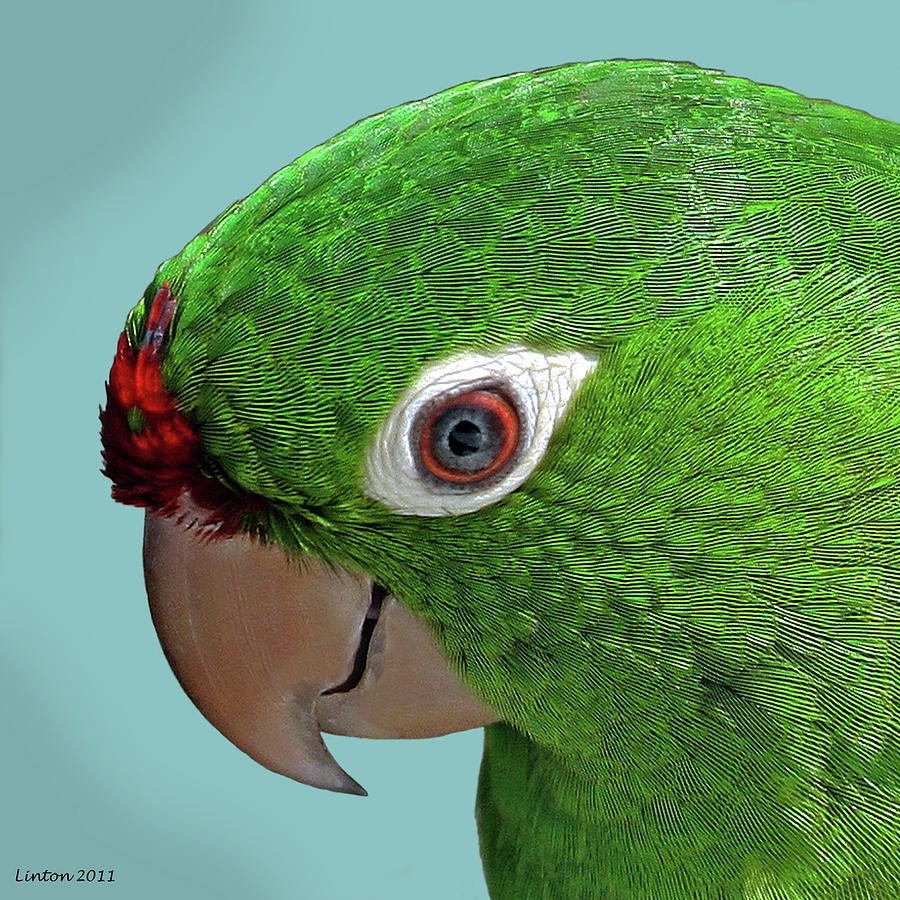 Parrot Portrait Photograph by Larry Linton