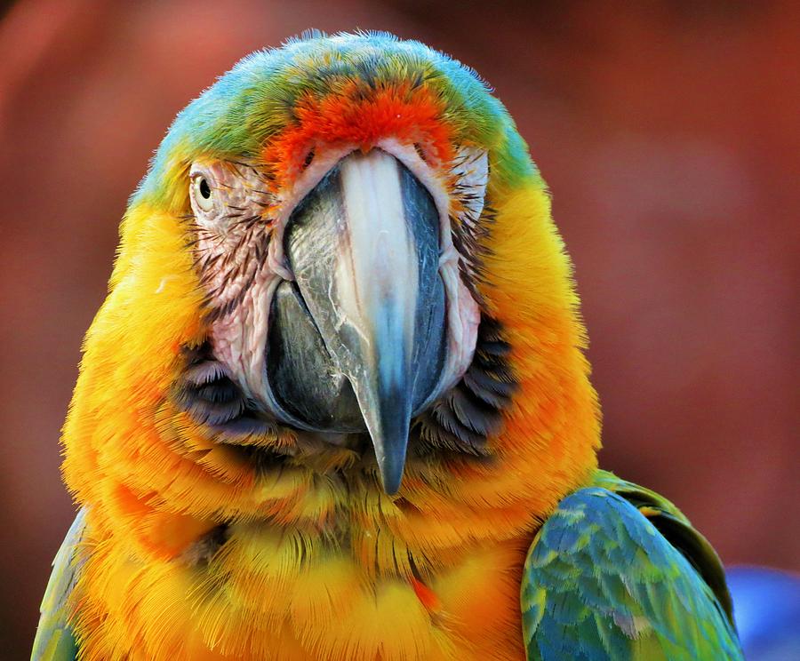 Parrot Portrait Photograph by Vijay Sharon Govender