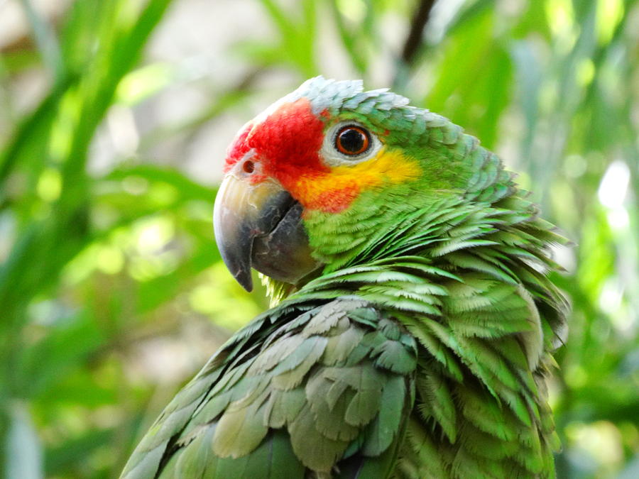 Parrot Pose Photograph