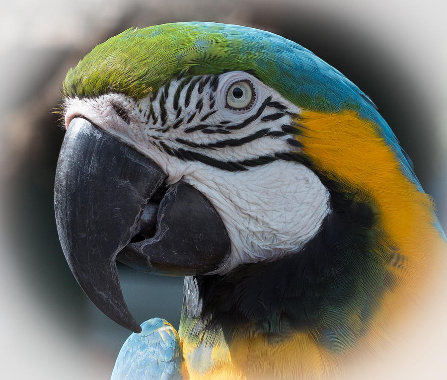 Parrot Photograph by Richard Goldman