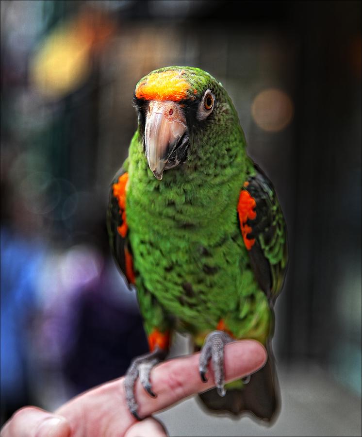 Parrot Photograph by Robert Ullmann