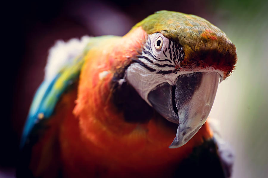 Parrot Photograph - Parrot Selfie by Cross Version