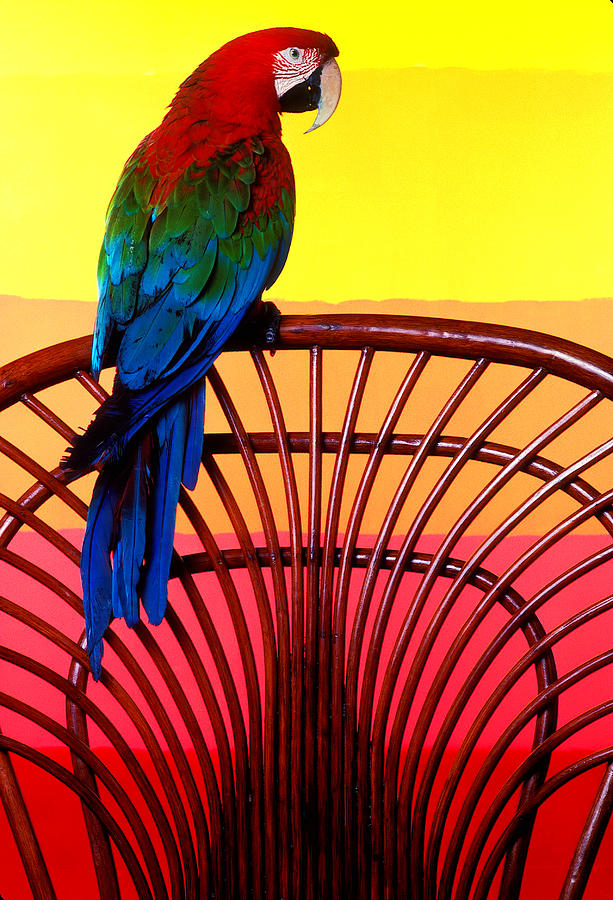 Parrot Sitting On Chair Photograph by Garry Gay