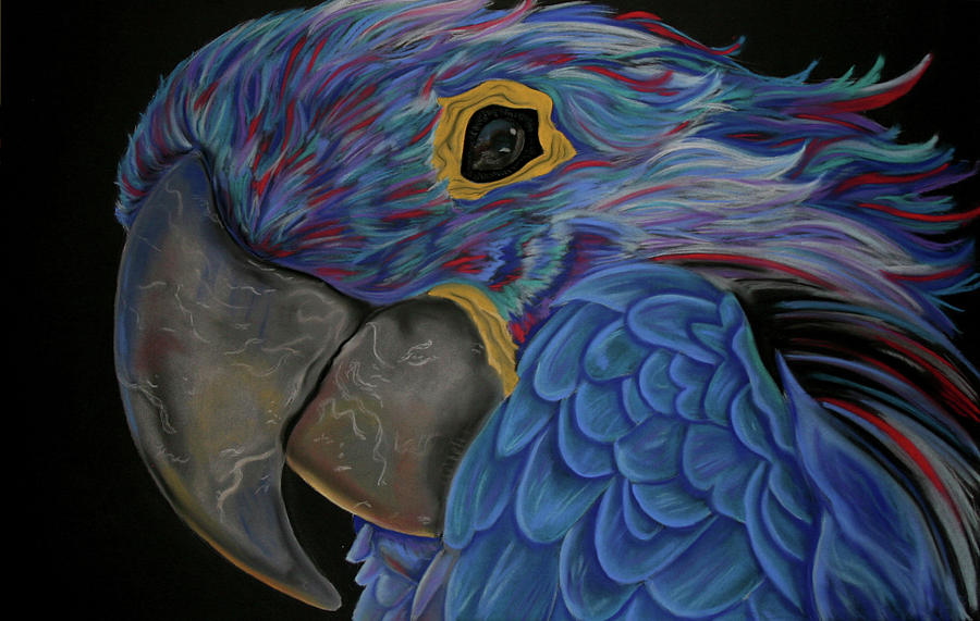 Parrot Pastel by Steven Santee