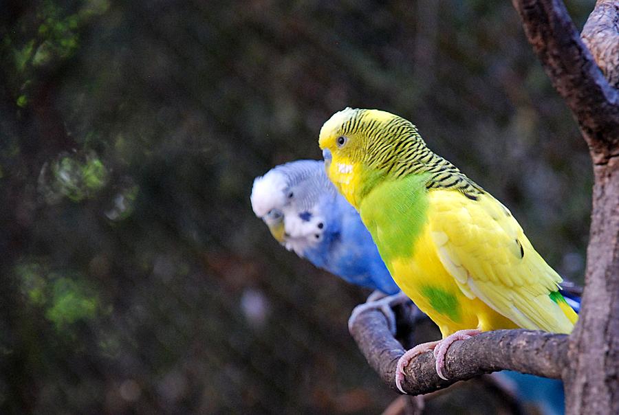 Parrot Talk Photograph by Kenny Glover