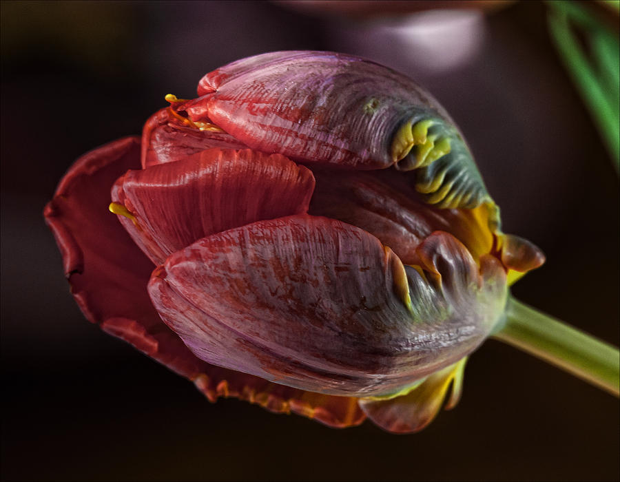 Nature Photograph - Parrot Tulip 4 by Robert Ullmann
