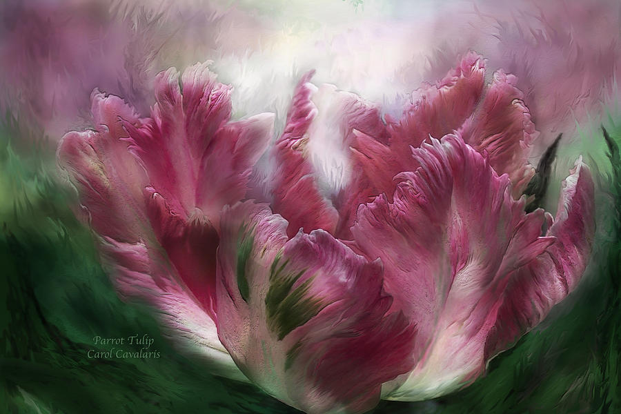 Tulip Mixed Media - Parrot Tulip by Carol Cavalaris