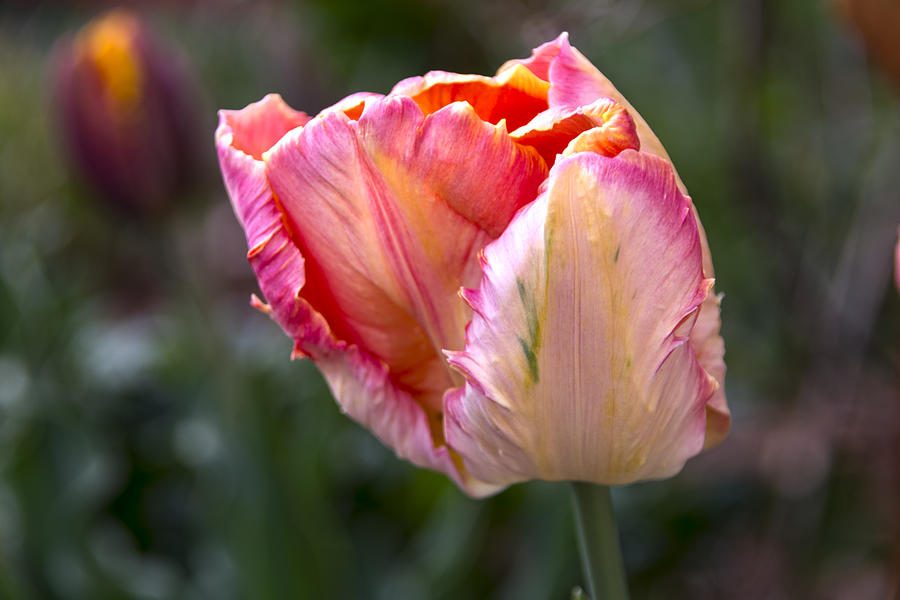 Parrot Tulip Color Wheel Photograph by Angelo Marcialis - Fine Art America