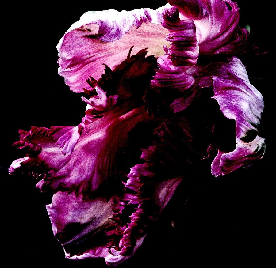 Parrot Tulip Natures Abstract Photograph by Angela Davies