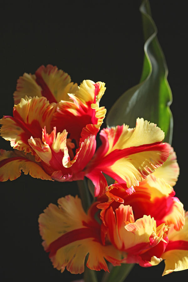 Parrot Tulip Photograph by Tammy Pool