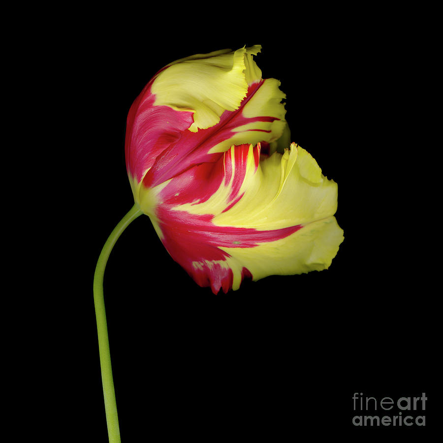Nature Photograph - Parrot Tulip Two Five by Christopher Gruver
