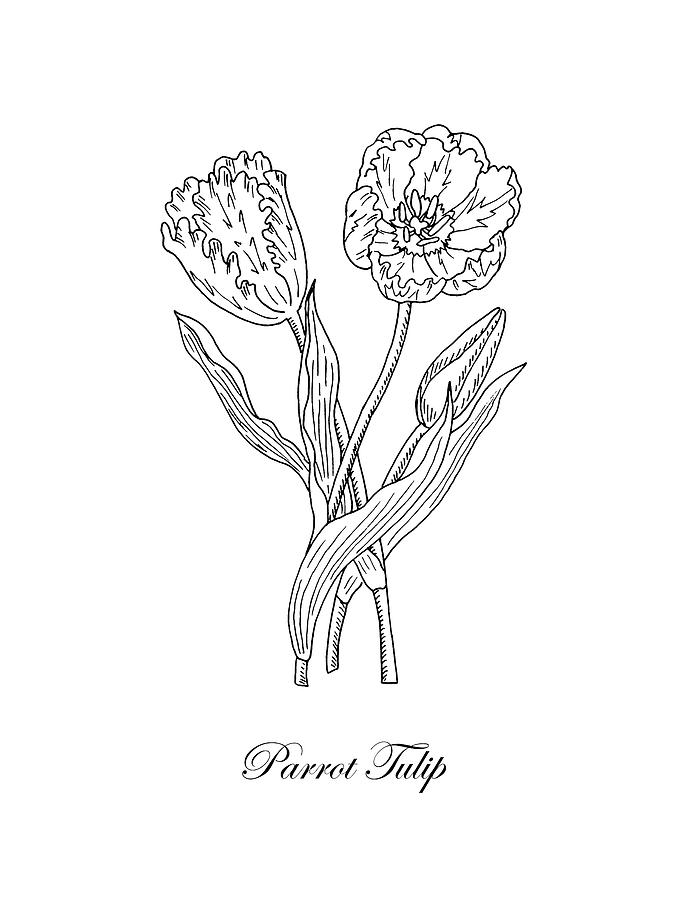 Parrot Tulips Botanical Drawing Black And White Drawing