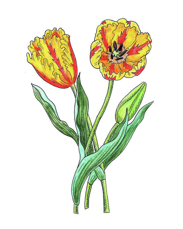 Parrot Tulips Botanical Watercolor  Painting by Irina Sztukowski