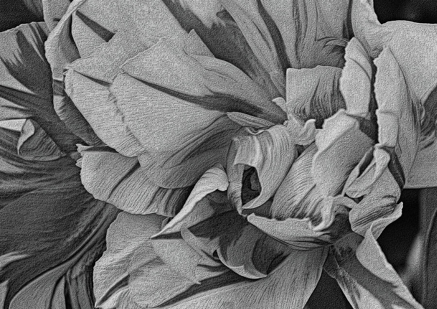 Parrot Tulips in Black and White Photograph by Nadalyn Larsen