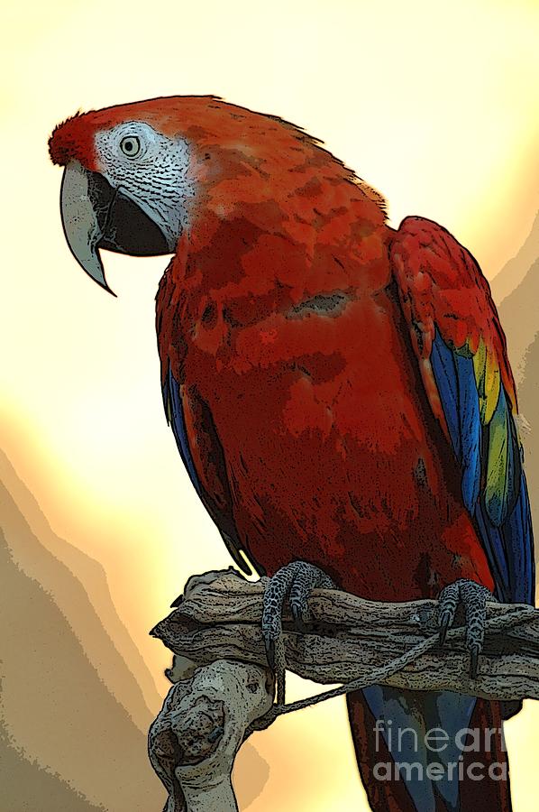 Parrot Watching Photograph by Norman Andrus - Fine Art America