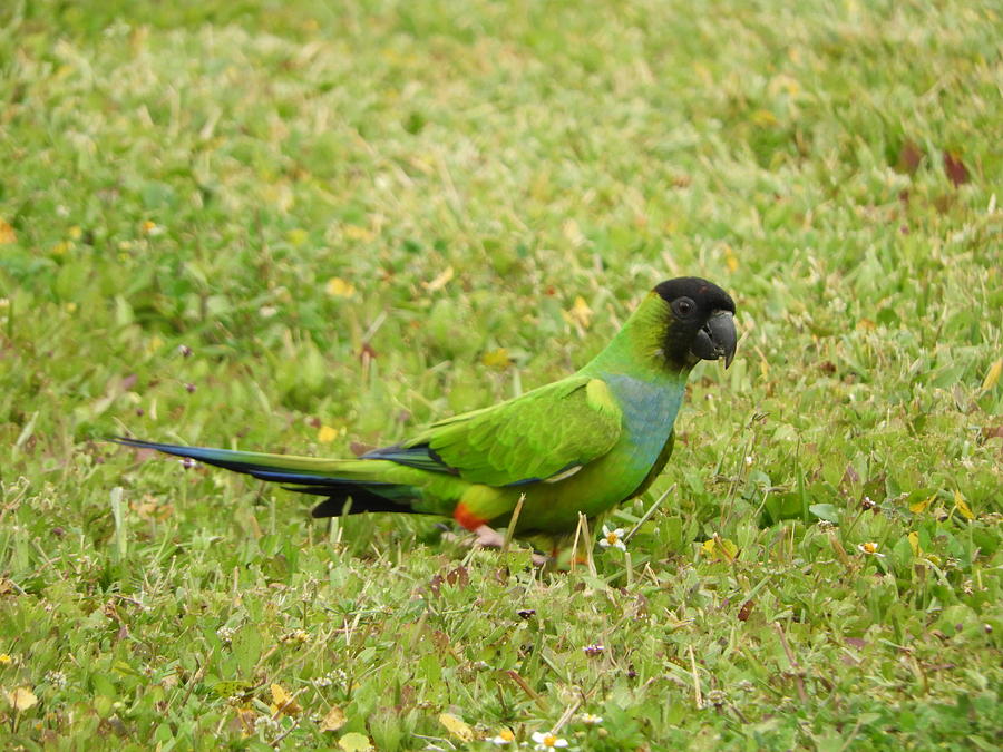 Green Photograph - Parroting Green by Red Cross Green Photograph - Parroting Green by Red Cross