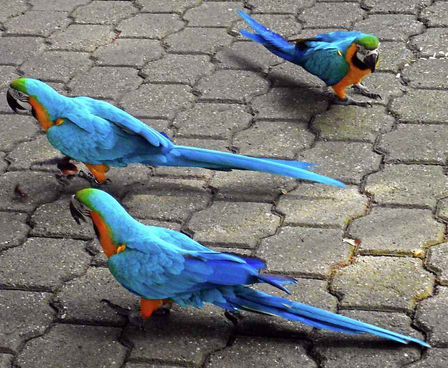 Parrots 5 Photograph by Ron Kandt