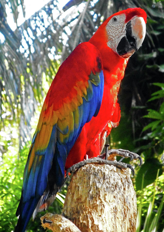 Parrots 7 Photograph by Ron Kandt