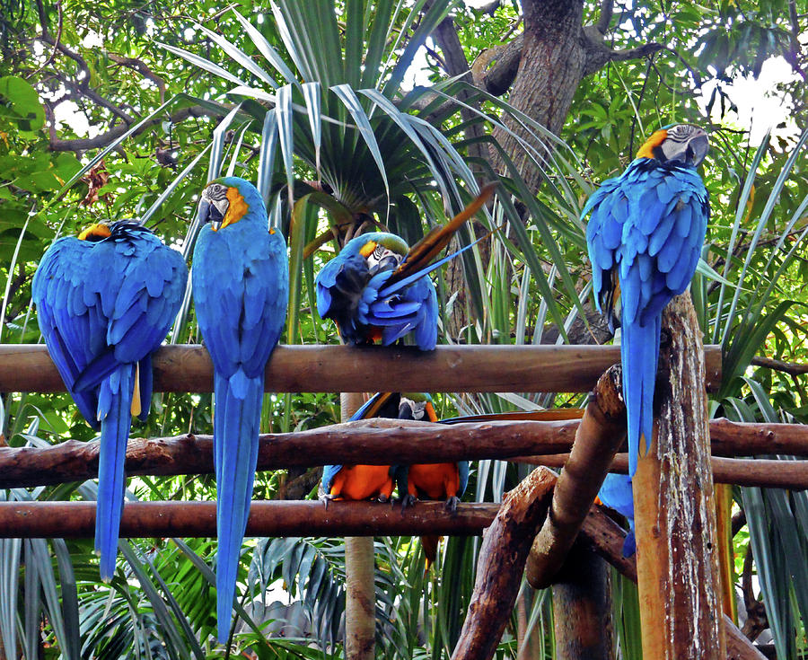 Parrots 9 Photograph by Ron Kandt