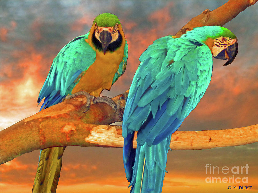 Parrot Photograph - Parrots at Sunset by Michael Durst