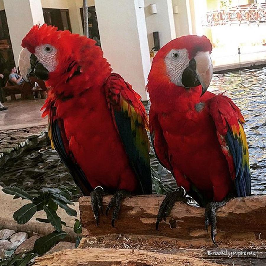 Mexico Photograph - Parrots At The Hotel.. #mexico by Michelle Rogers