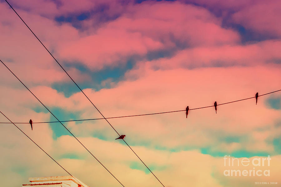 Parrots Board Meeting On Wire - Fine Art Photography By Ronna A Shoham Photograph