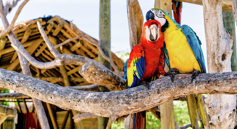 Parrots Colombia Photograph