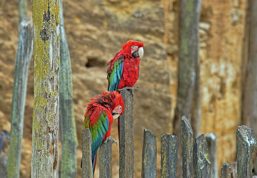 Parrots, Doue-la-Fontaine zoo, Loire, France Photograph by Curt Rush