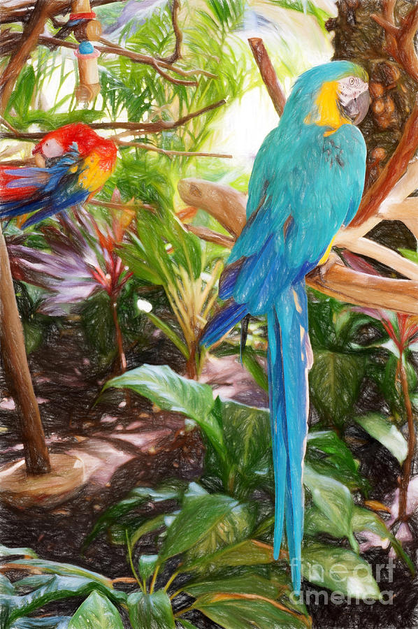Parrots in Paradise Photograph by Sue Melvin