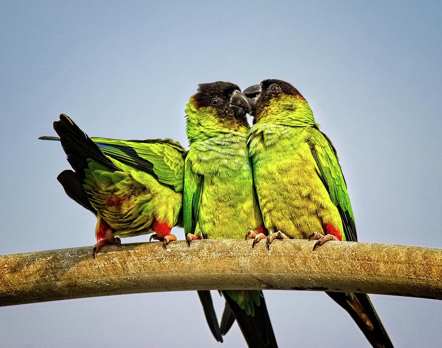 Parrots in South Florida Photograph by Ronald Lutz