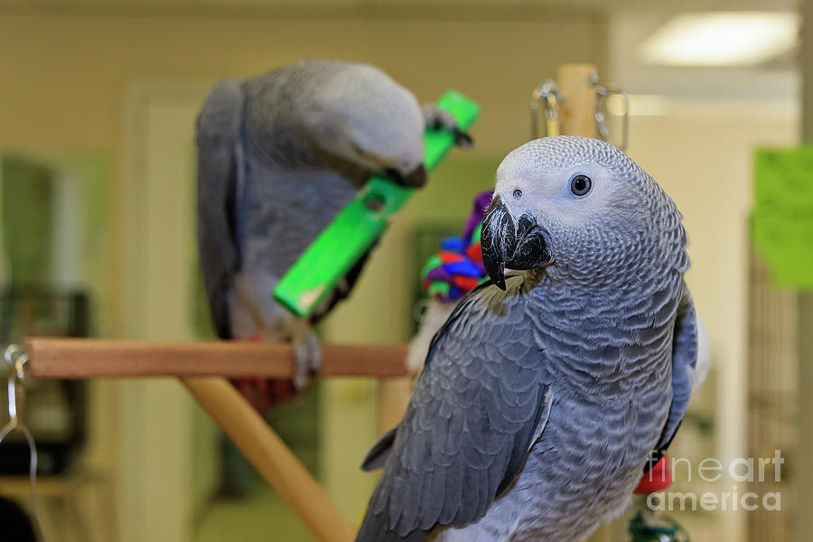 Parrots Photograph