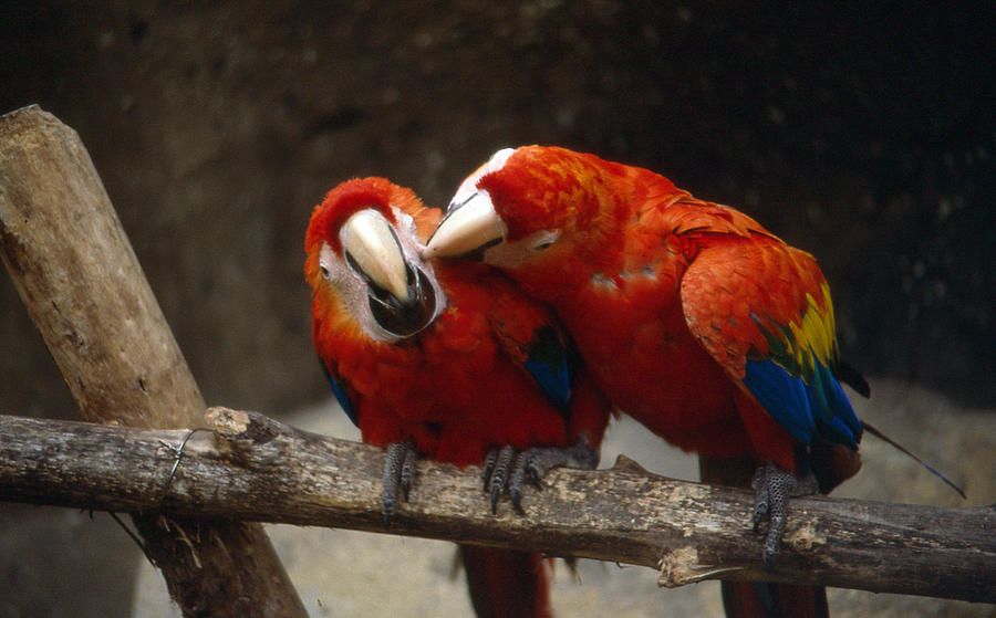 Parrots love Photograph by Gary Brandes