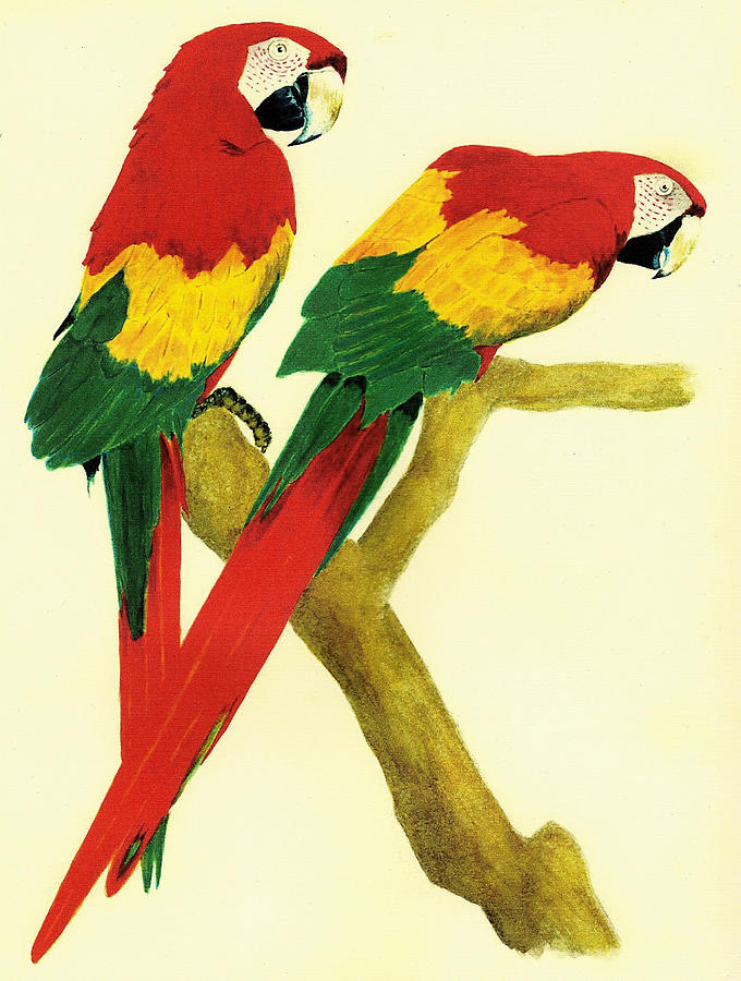 Animal Painting - Parrots by Michael Vigliotti