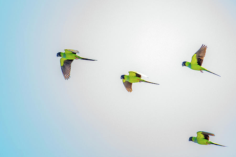 Parrots on the Move Photograph by Todd Ryburn