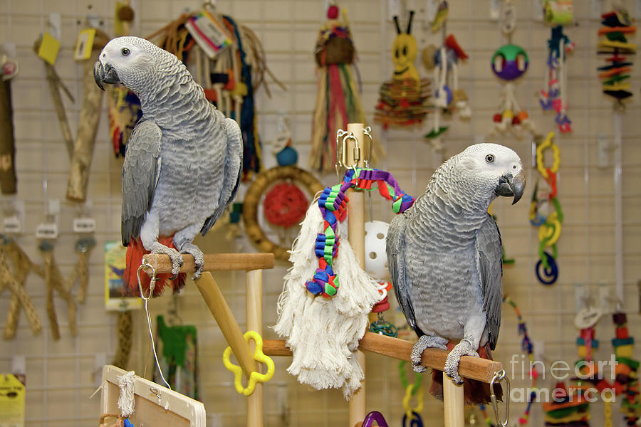 Parrots Playing Photograph by Jill Lang