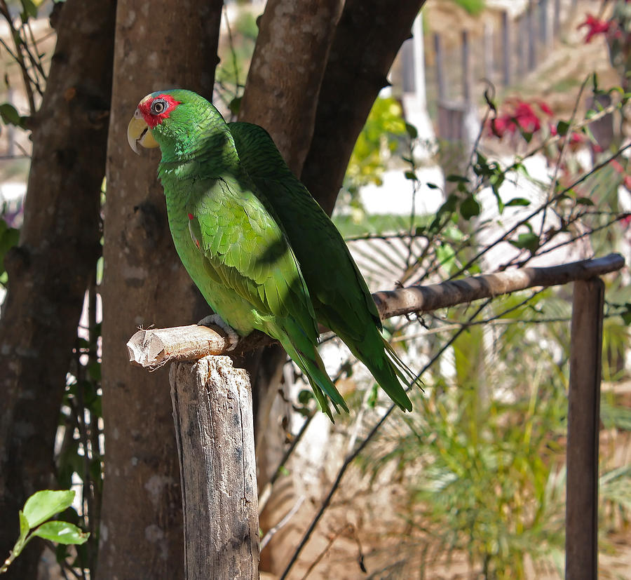 Parrot Photograph - Parrots. by Robert Rodda